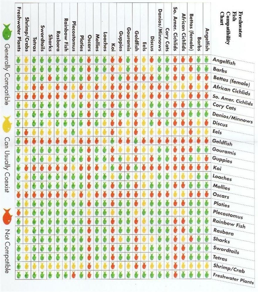 12 Fish Ideas Aquarium Fish Freshwater Aquarium Fish Tank 12 Fish Ideas Aquarium Fish Freshwater Aquarium Fish Tank