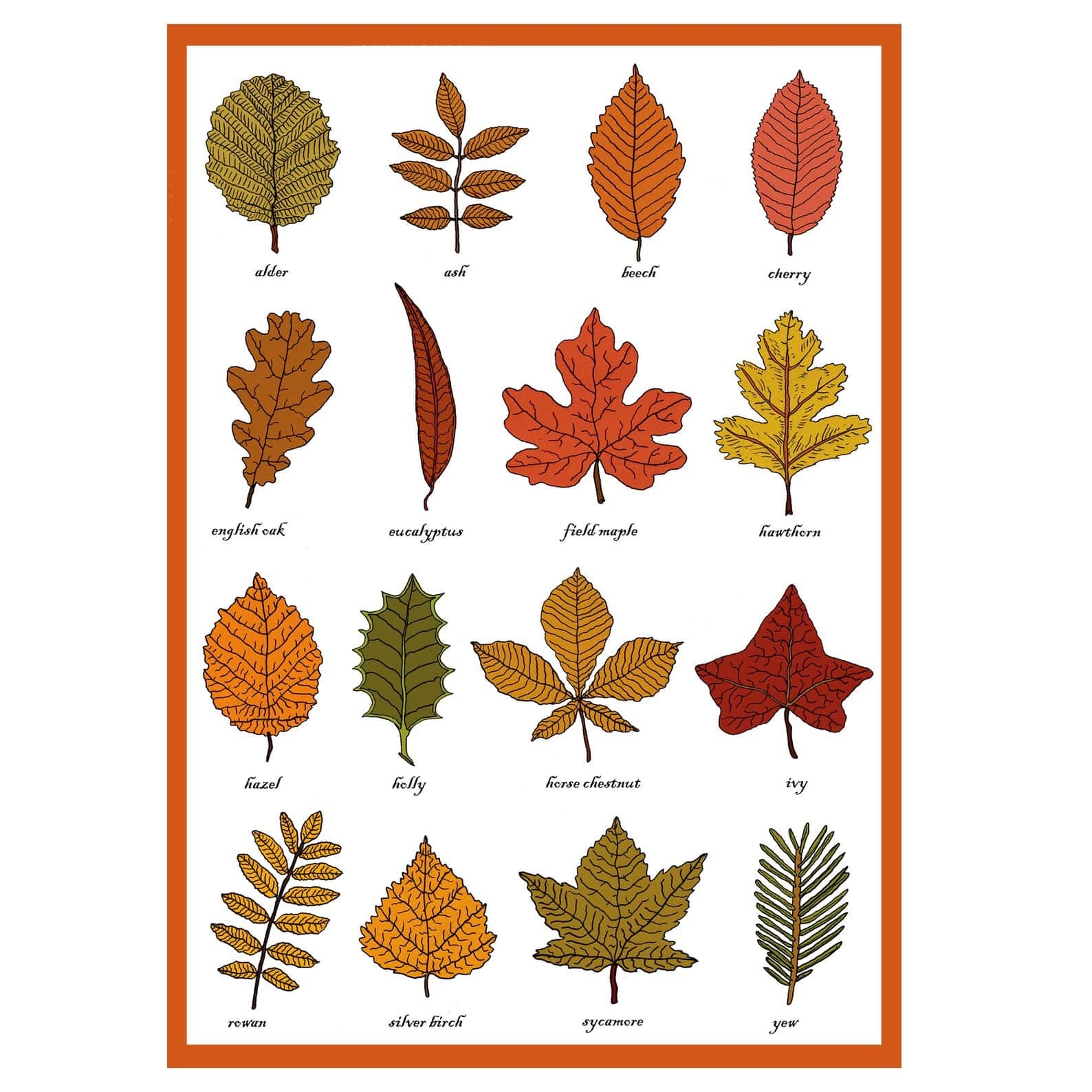 Leaf Shapes Chart Printable