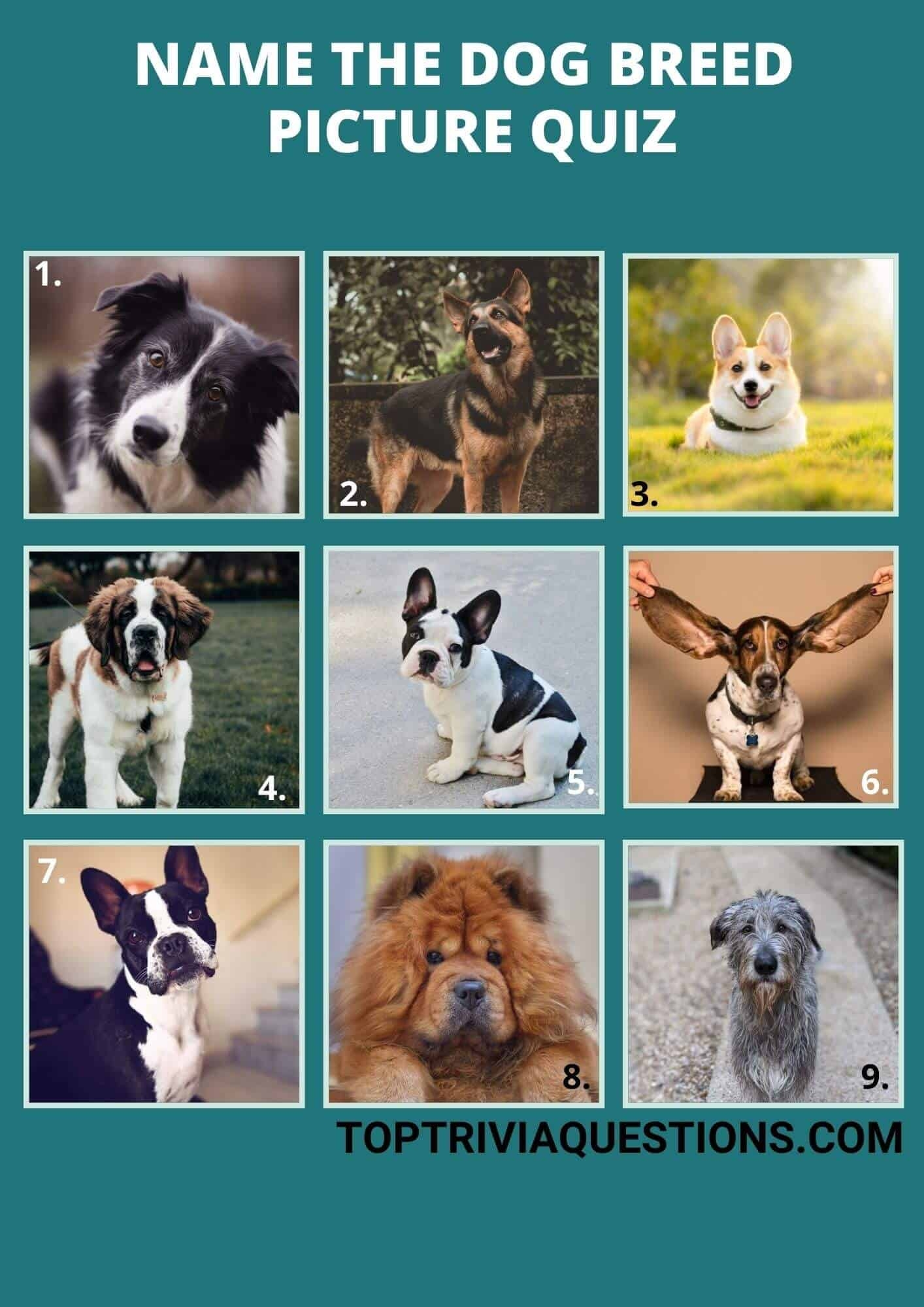 80 Dog Quiz Questions Answers Picture Quiz Top Trivia Questions