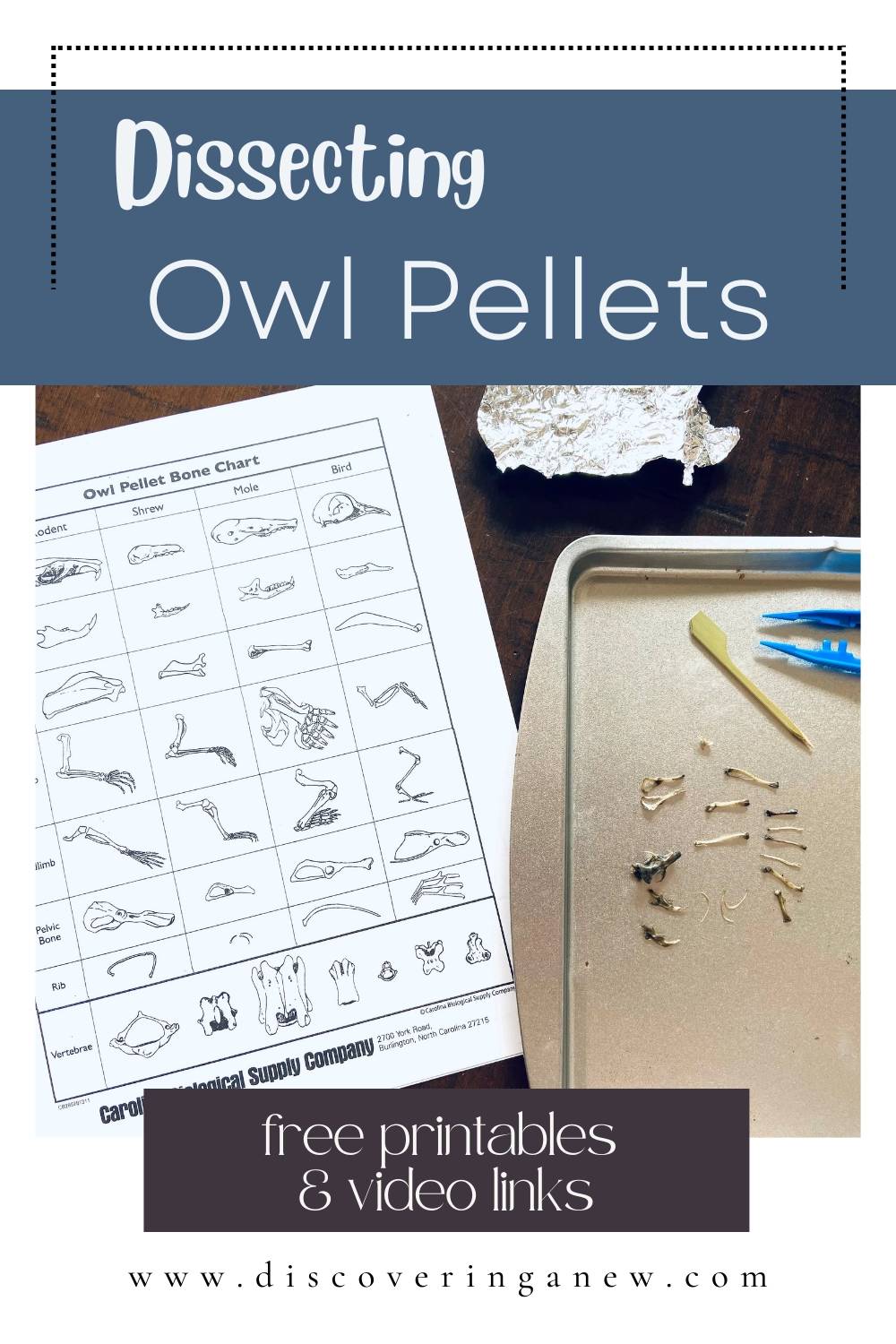 Printable Owl Pellet Identification Chart