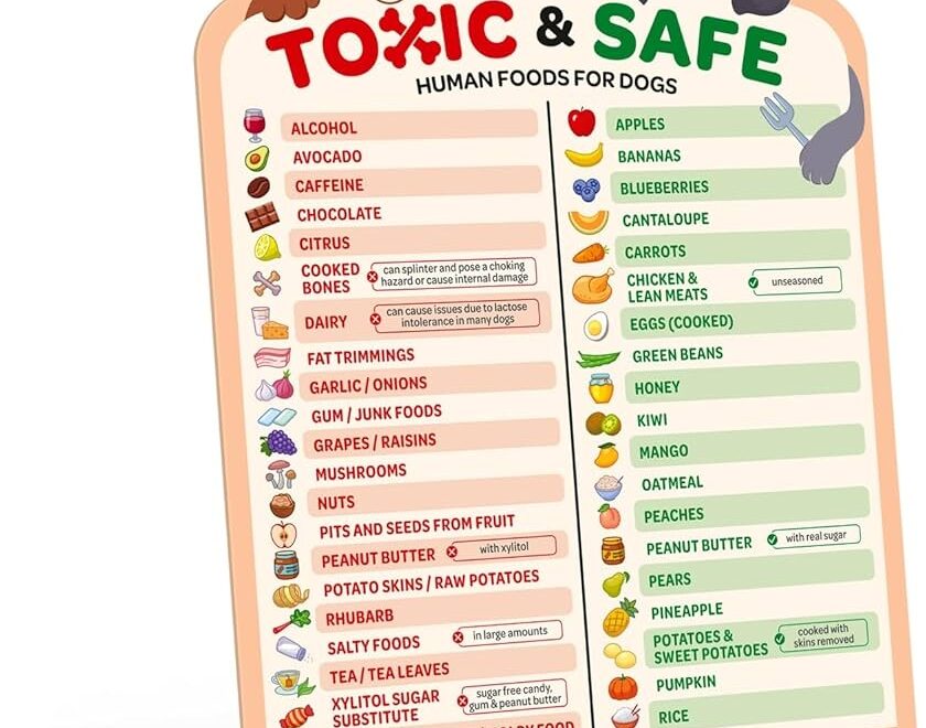 Amazon EBPP Magnetic List Of Foods Dogs Can Eat Dog Feeding Chart Fridge Magnet Foods Dogs Shouldnt Eat Chart Decorative Magnets Dog Safety Emergency Numbers Magnet New Puppy