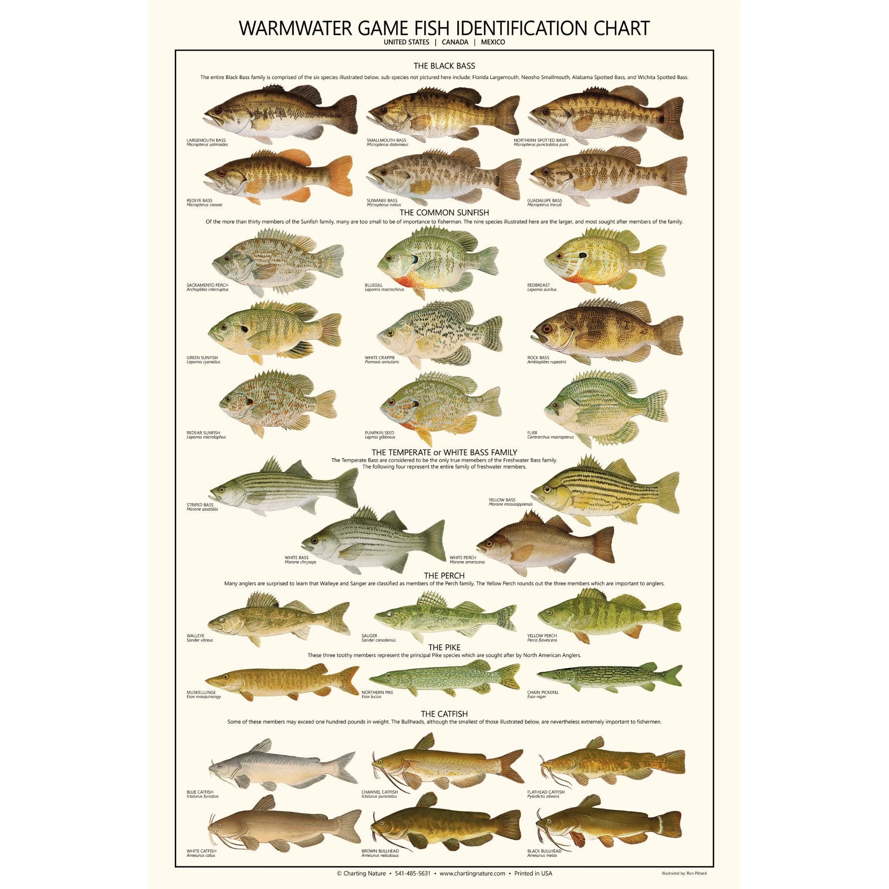 Amazon Warmwater Game Fish Identification Chart And Poster Posters Prints