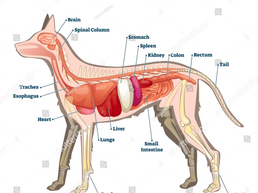 Anatomy Dog Inside Organ Structure Examination Stock Vector Royalty Free 1768110920 Shutterstock