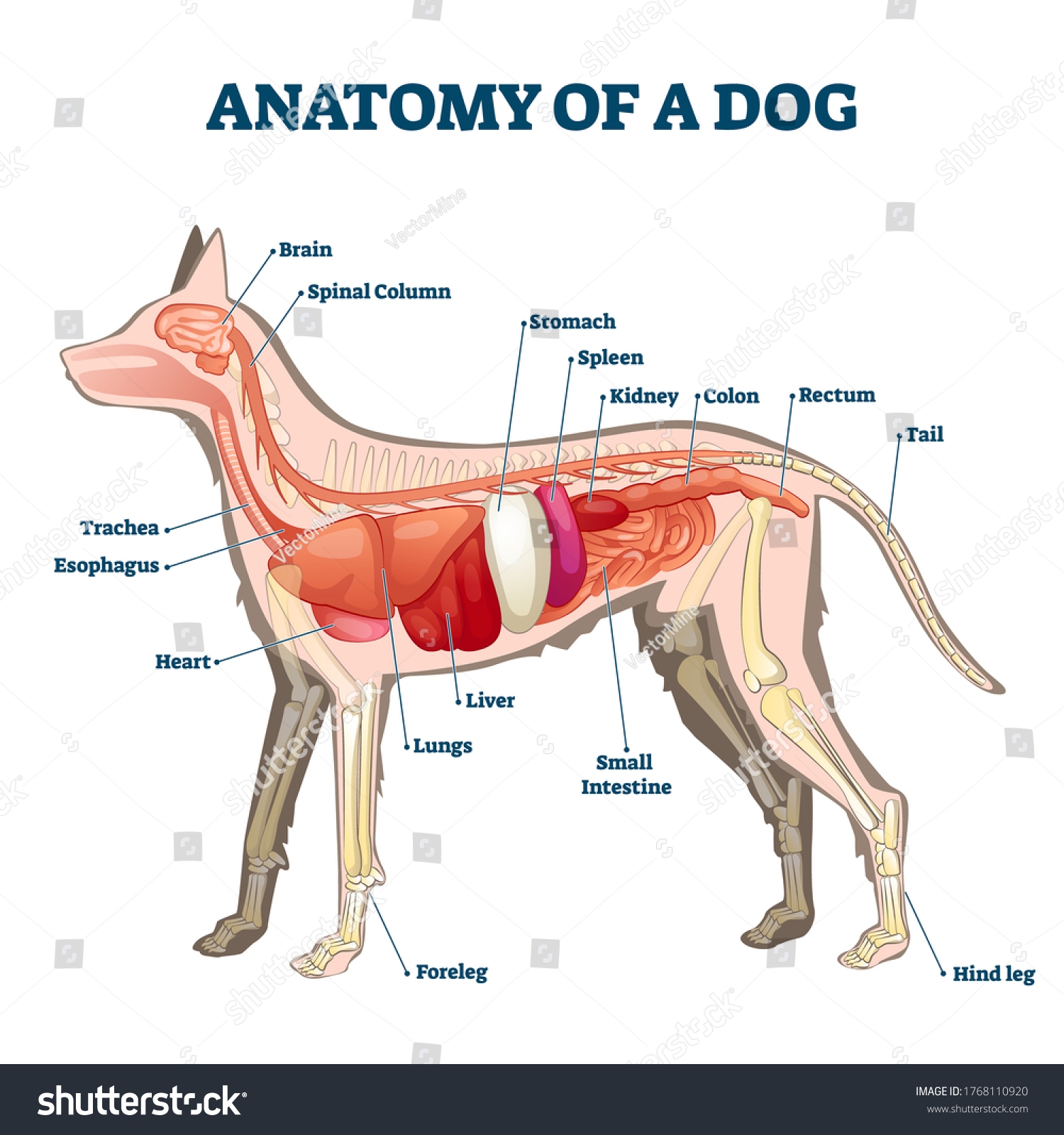 Anatomy Dog Inside Organ Structure Examination Stock Vector Royalty Free 1768110920 Shutterstock