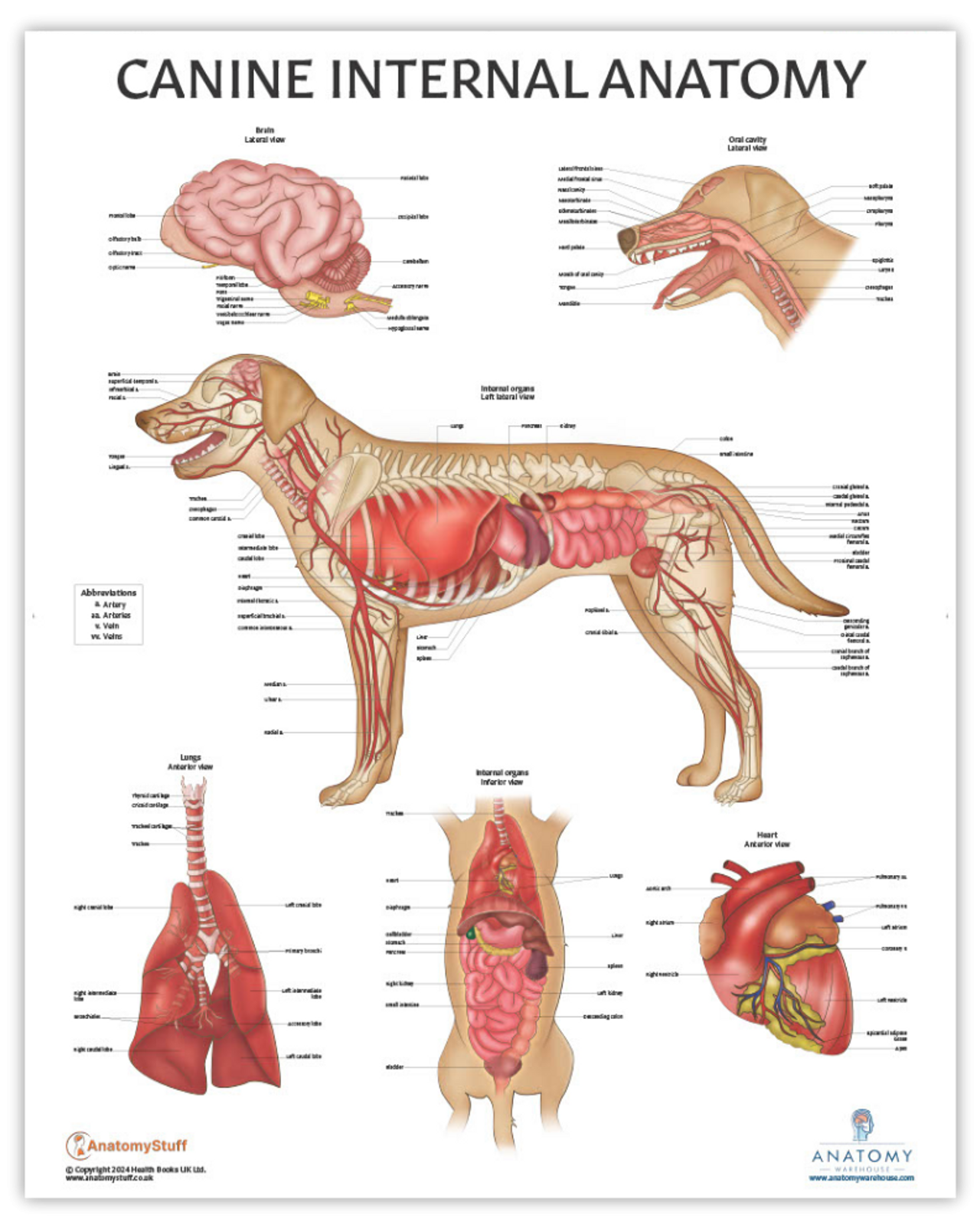 Anatomy Lab Canine Internal Anatomy Laminated Poster Anatomy Warehouse