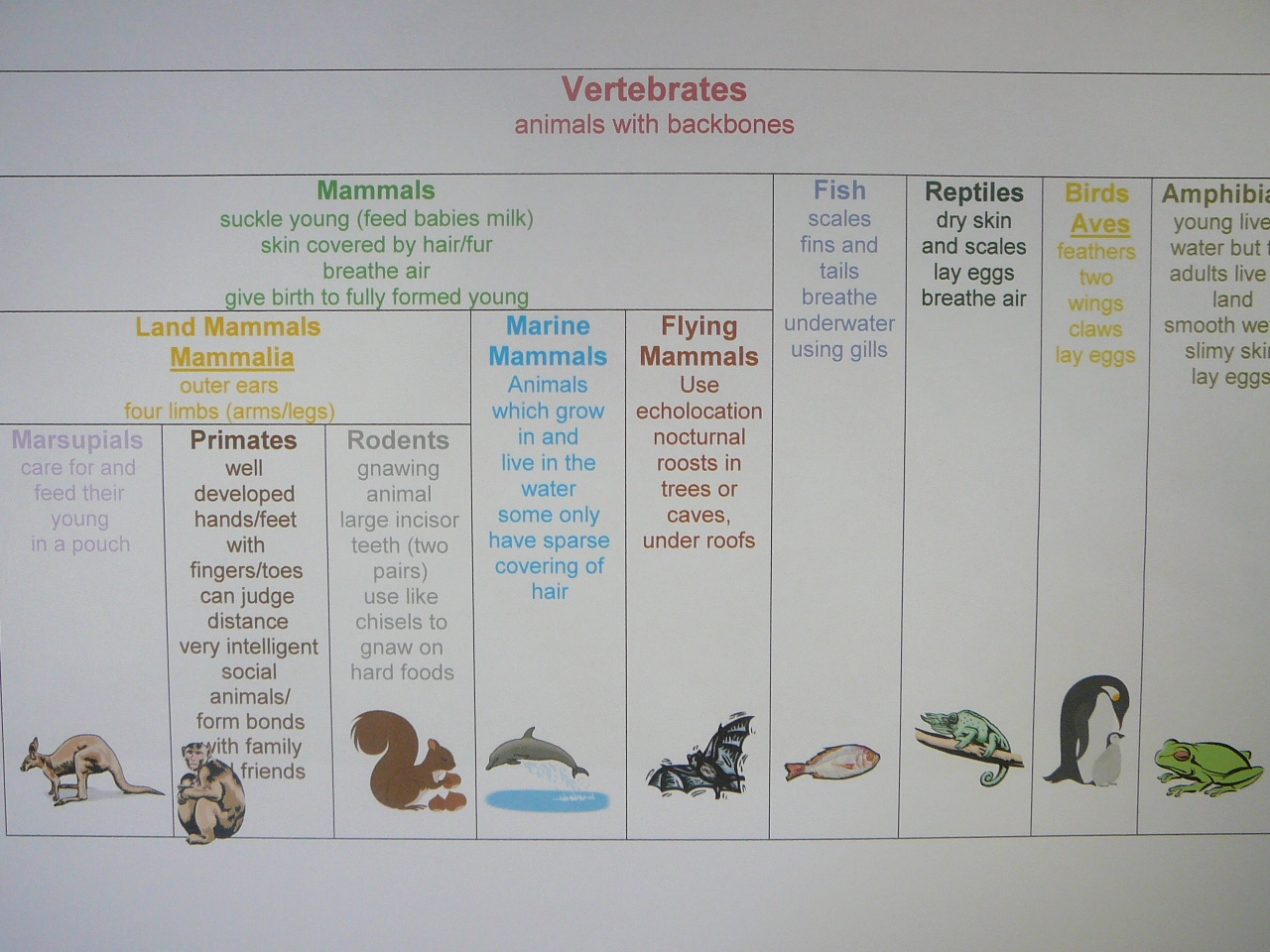 Printable Animal Classification Chart
