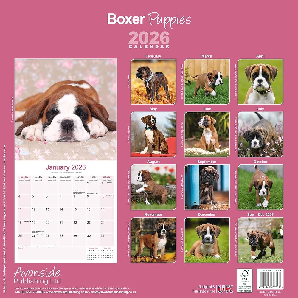 Boxer Puppies 2026 Calendar Square Wall Calendar Dog Breed Gift Plastic Free Packaging By Avonside Publishing Avonside Publishing Ltd 9781804607022 Amazon Books