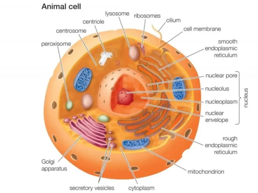 Cell Parts 101 Plant And Animal Cell Helpful Study Guides Worksheets Library