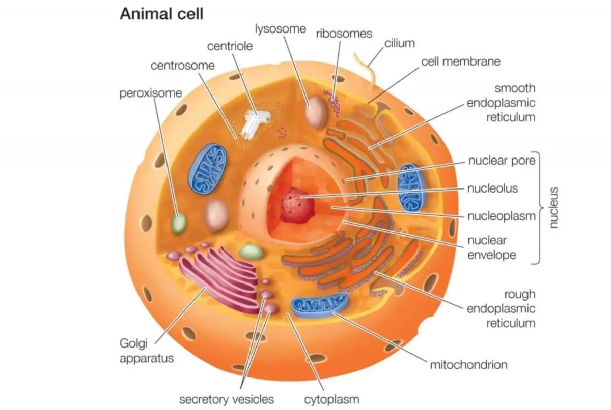 Cell Parts 101 Plant And Animal Cell Helpful Study Guides Worksheets Library