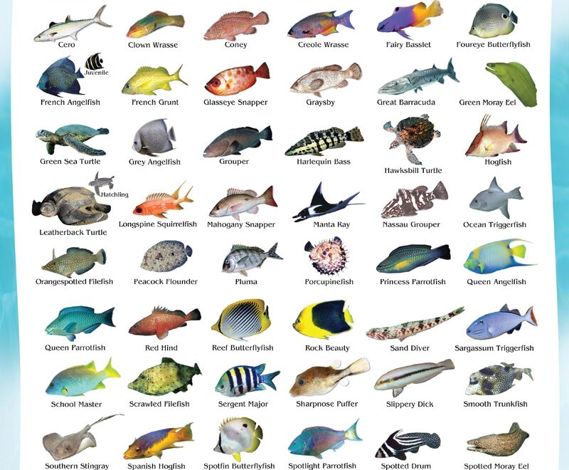 Coral Reef Fish Species Fishes You Can See While Snorkeling Riviera Maya Snorkeling