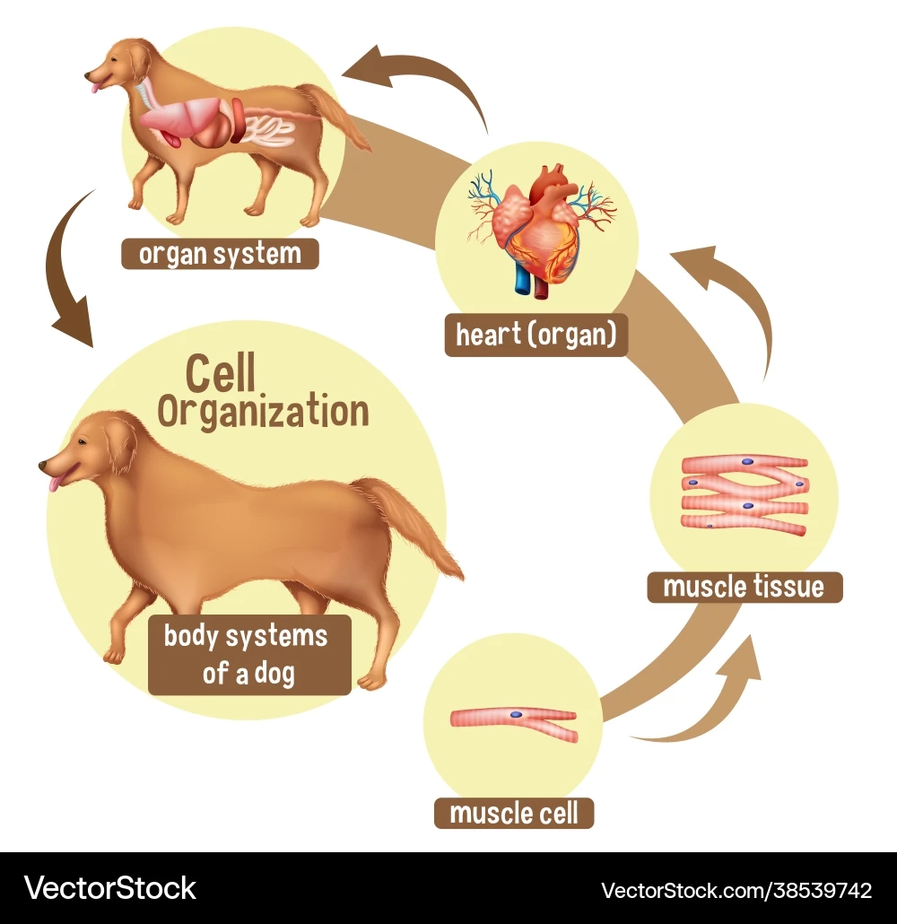 Free Printable Dog Organ Charts