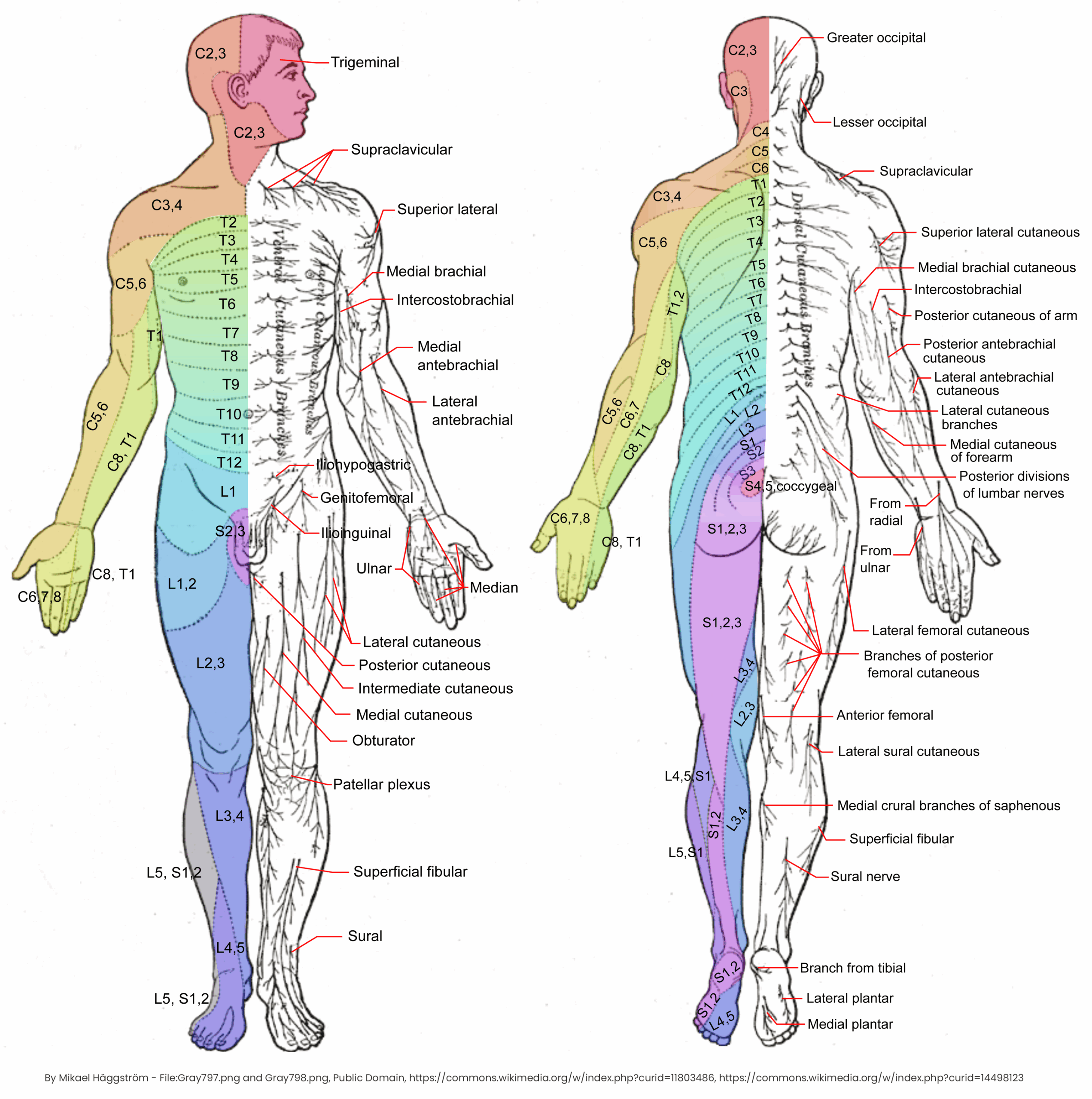 Drawing Dermatomes And Cutaneous Nerves In An Anterior And Posterior View English Labels AnatomyTOOL