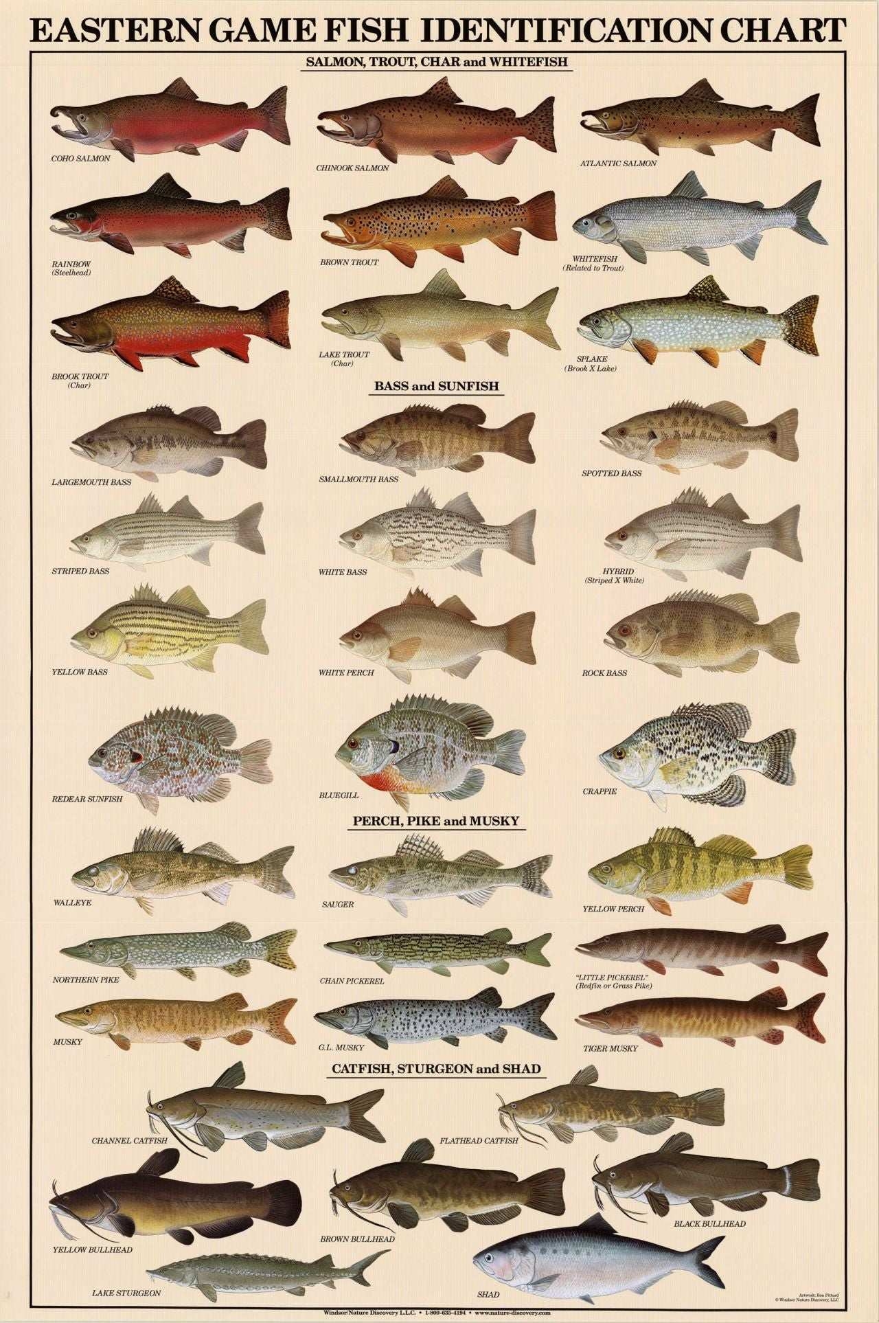Eastern Gamefish Species Identification Poster And Chart Detailed Fish Identification Guide For Anglers Charting Nature Eastern Gamefish Species Identification Poster And Chart Detailed Fish Identification Guide For Anglers Charting Nature