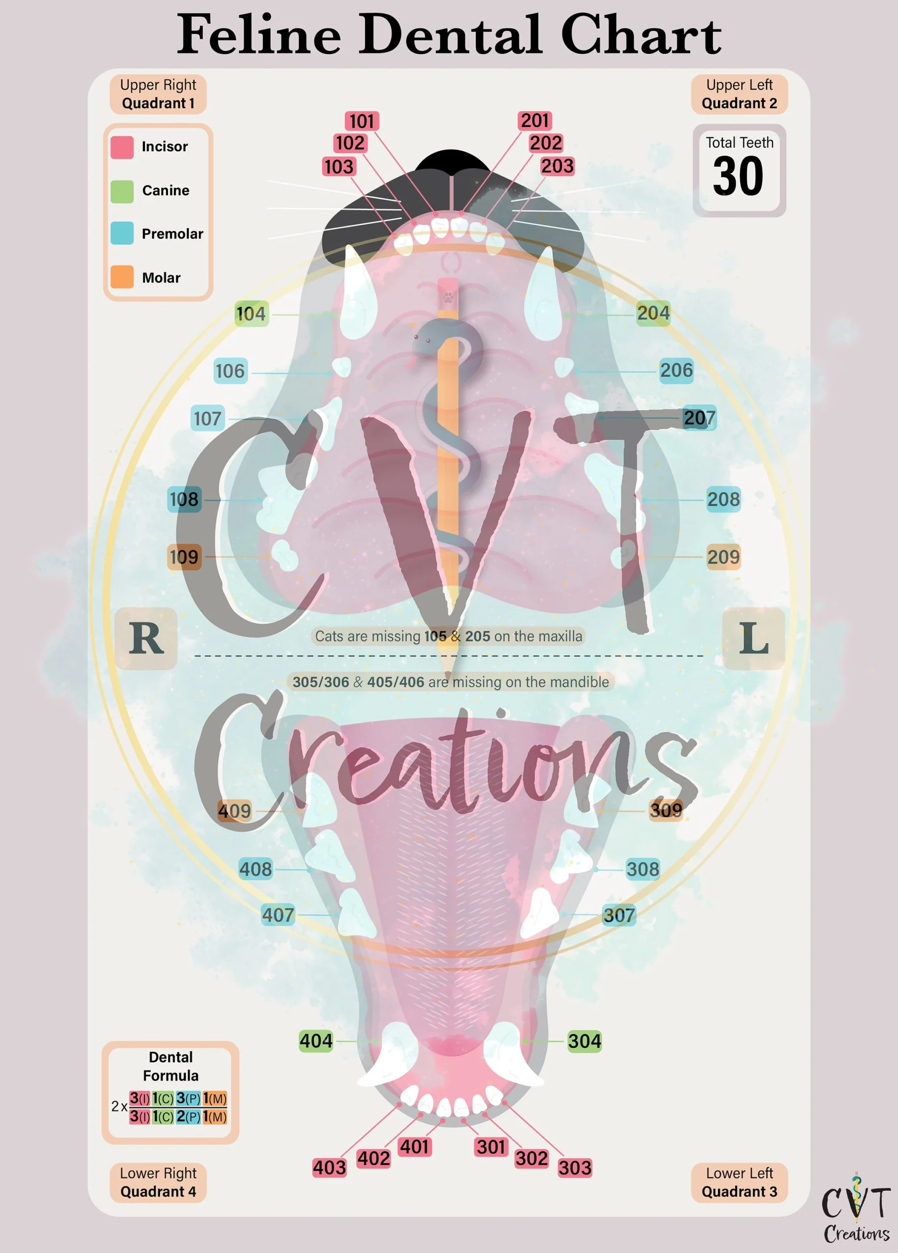 Feline Dental Chart digital Download Etsy