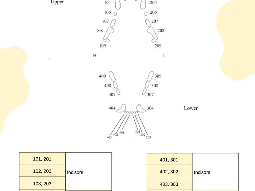 Feline Dental Chart In Illustrator PDF Download Template