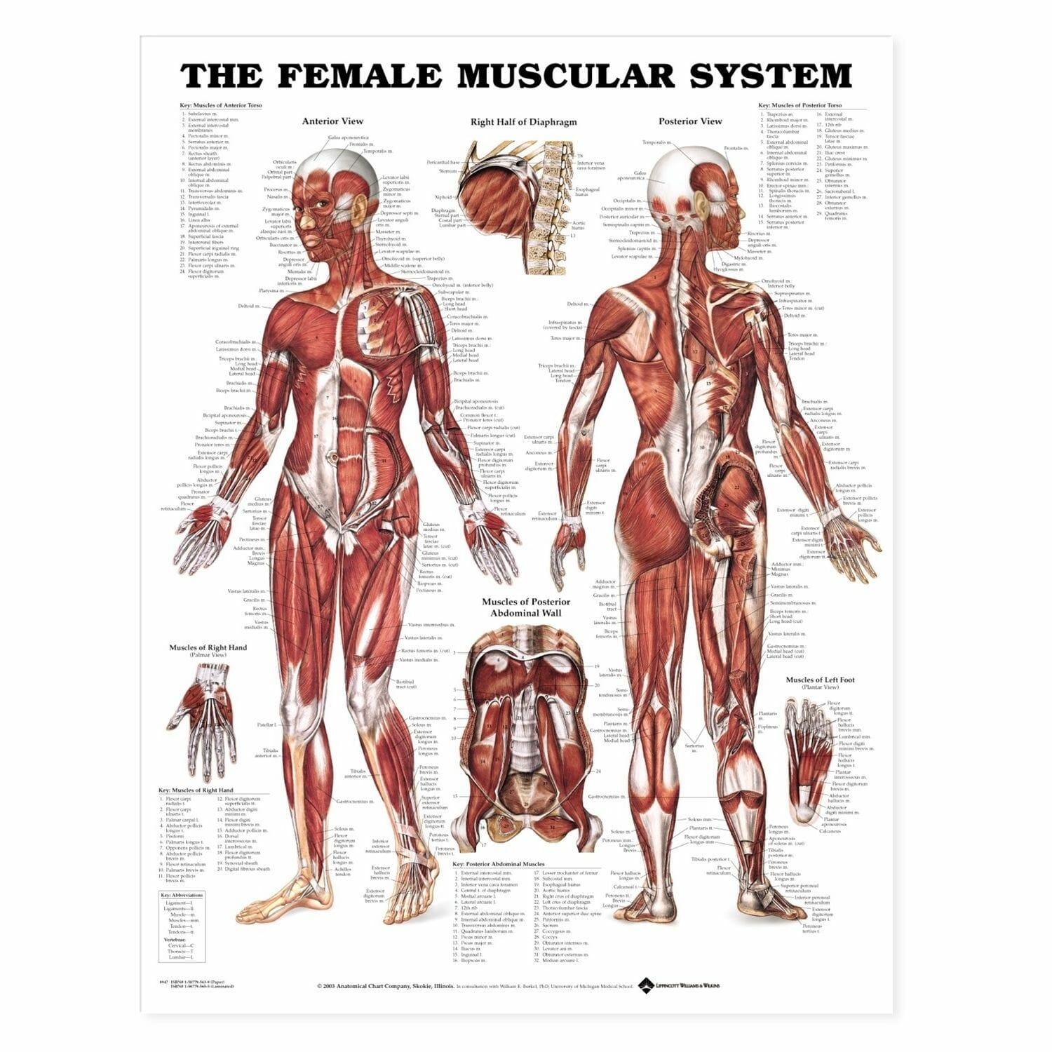 Female Muscular System Anatomical Chart Chiro1Source