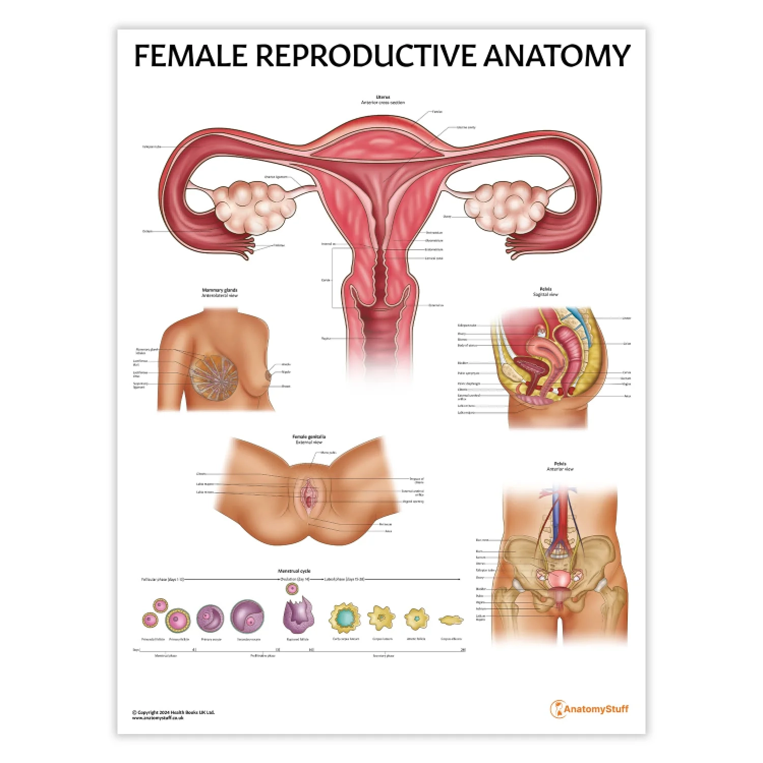 Printable Female Anatomy Chart