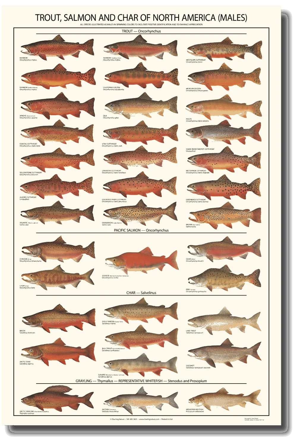 Printable Fish Chart St Martin Printable Fish Chart St Martin