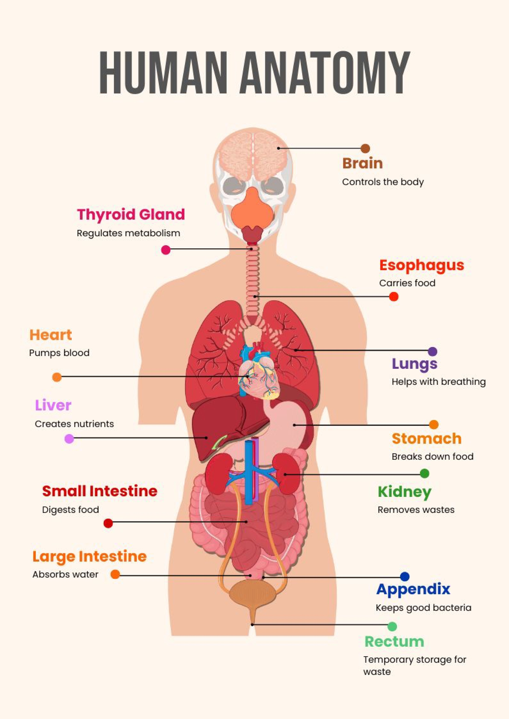 Free Printable Anatomy Charts Free Printable Anatomy Charts