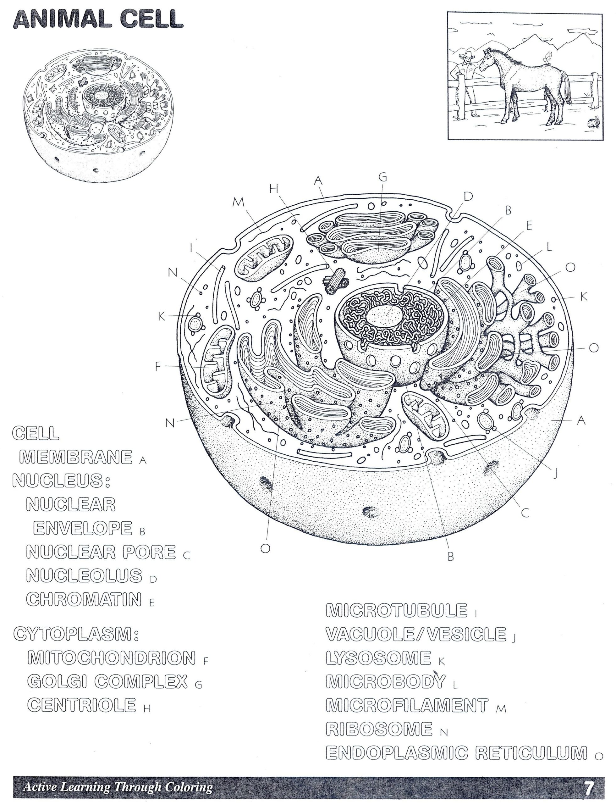 Printable Cells Study Guide