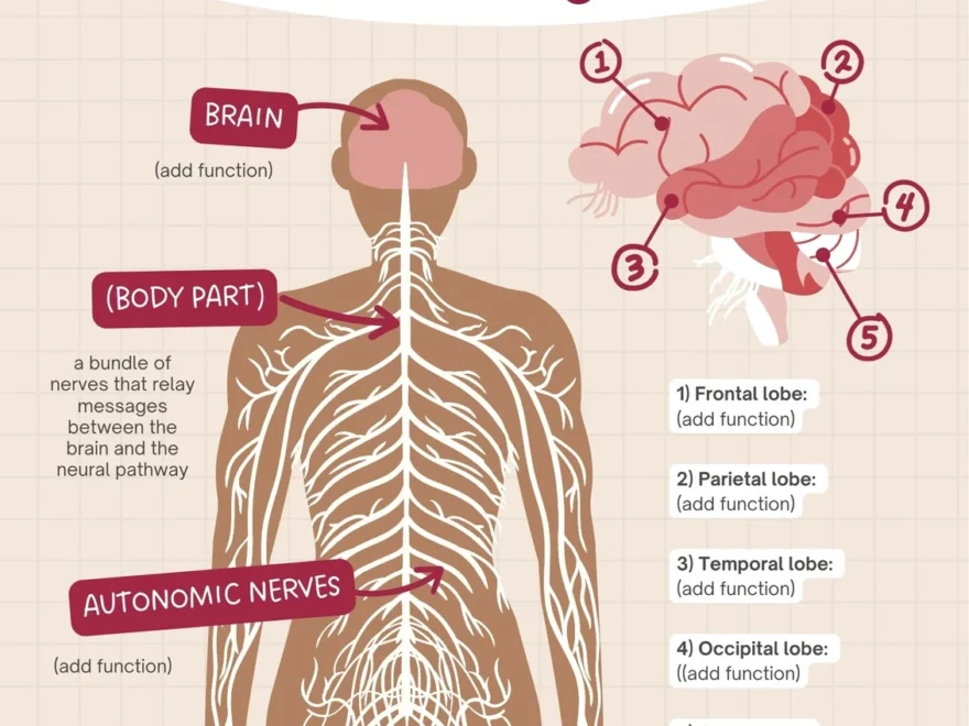 Free Editable Printable Anatomy Poster Templates Canva