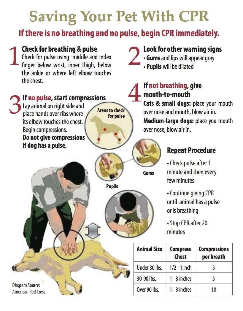 Free Printable Pet CPR And Emergency Dog Pet Medical Posters How To Do Cpr On A Dog All About Frenchies
