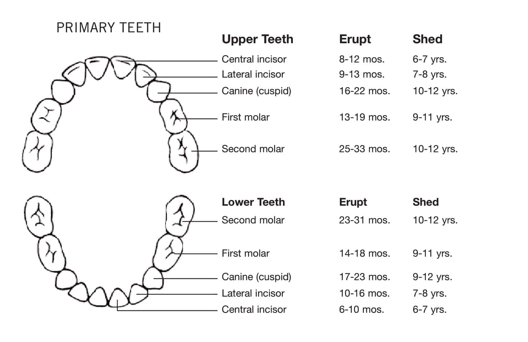 Free Printable Tooth Chart Templates Dental Chart Teeth Numbers PDF