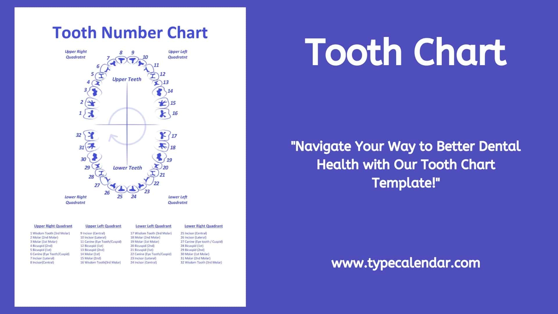 Tooth Numbering Chart Sections Printable Tooth Numbering Chart Sections Printable