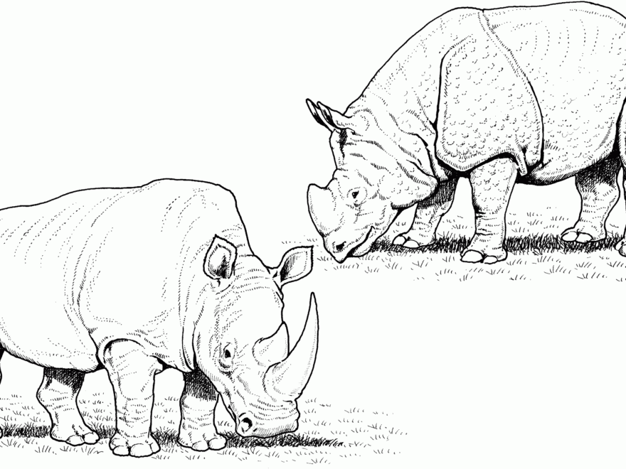 Free Rhino Coloring Pages