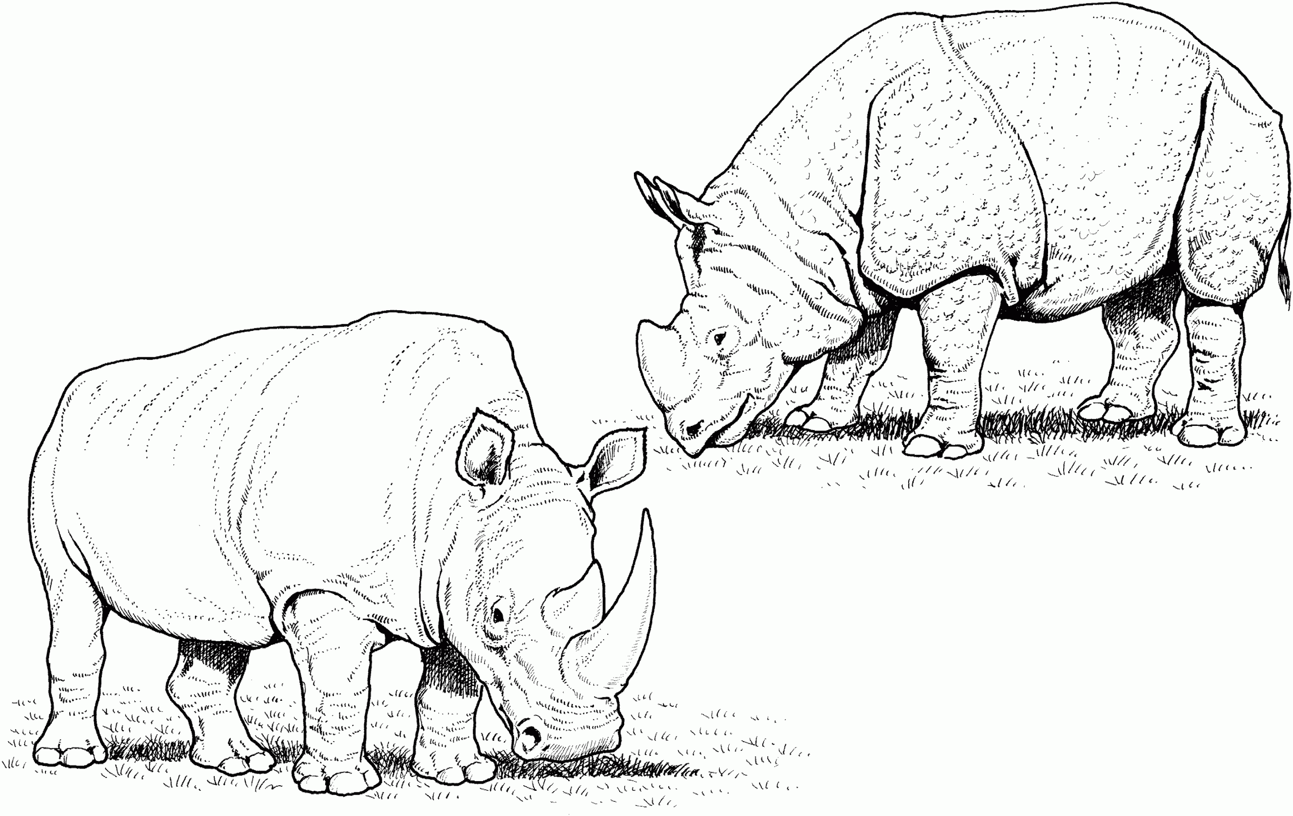 Free Rhino Coloring Pages