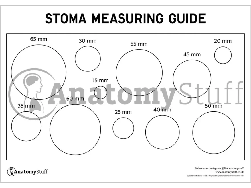 Free Stoma Measurement Guide PDF Stoma Care AnatomyStuff