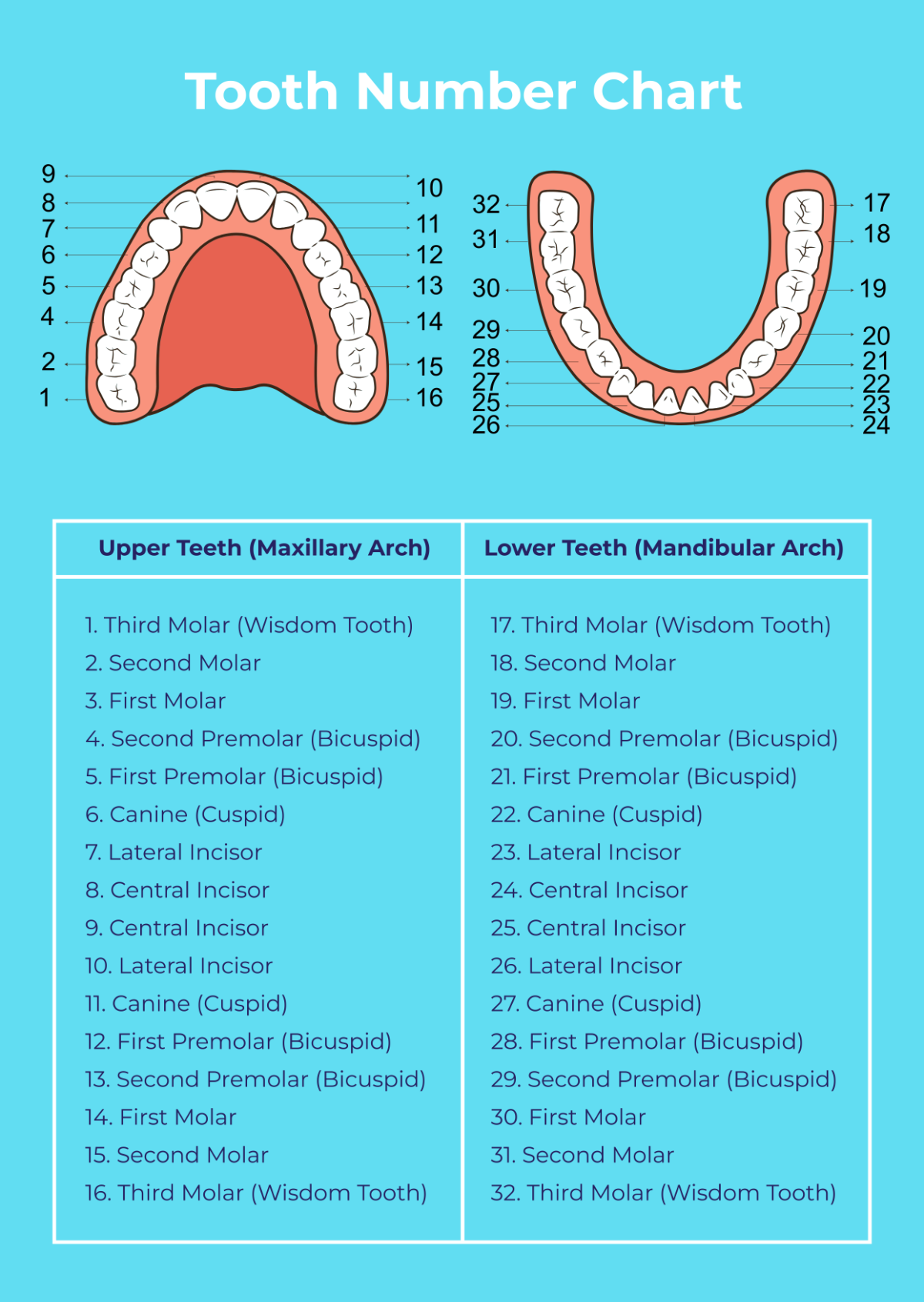 Teeth Chart Printable Numbers