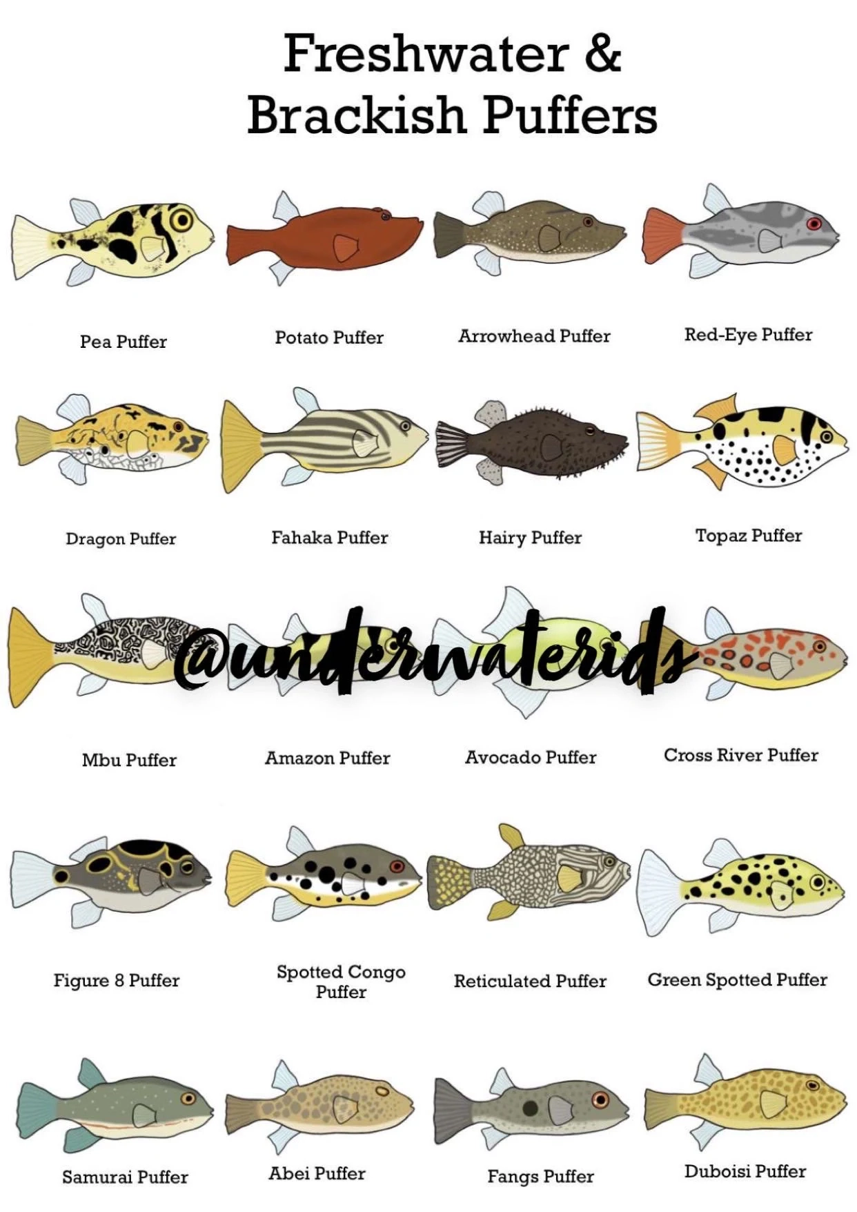 Freshwater Puffer Fish ID Chart Aquarium Fish Print buy One Get Any Free Etsy Freshwater Puffer Fish ID Chart Aquarium Fish Print buy One Get Any Free Etsy