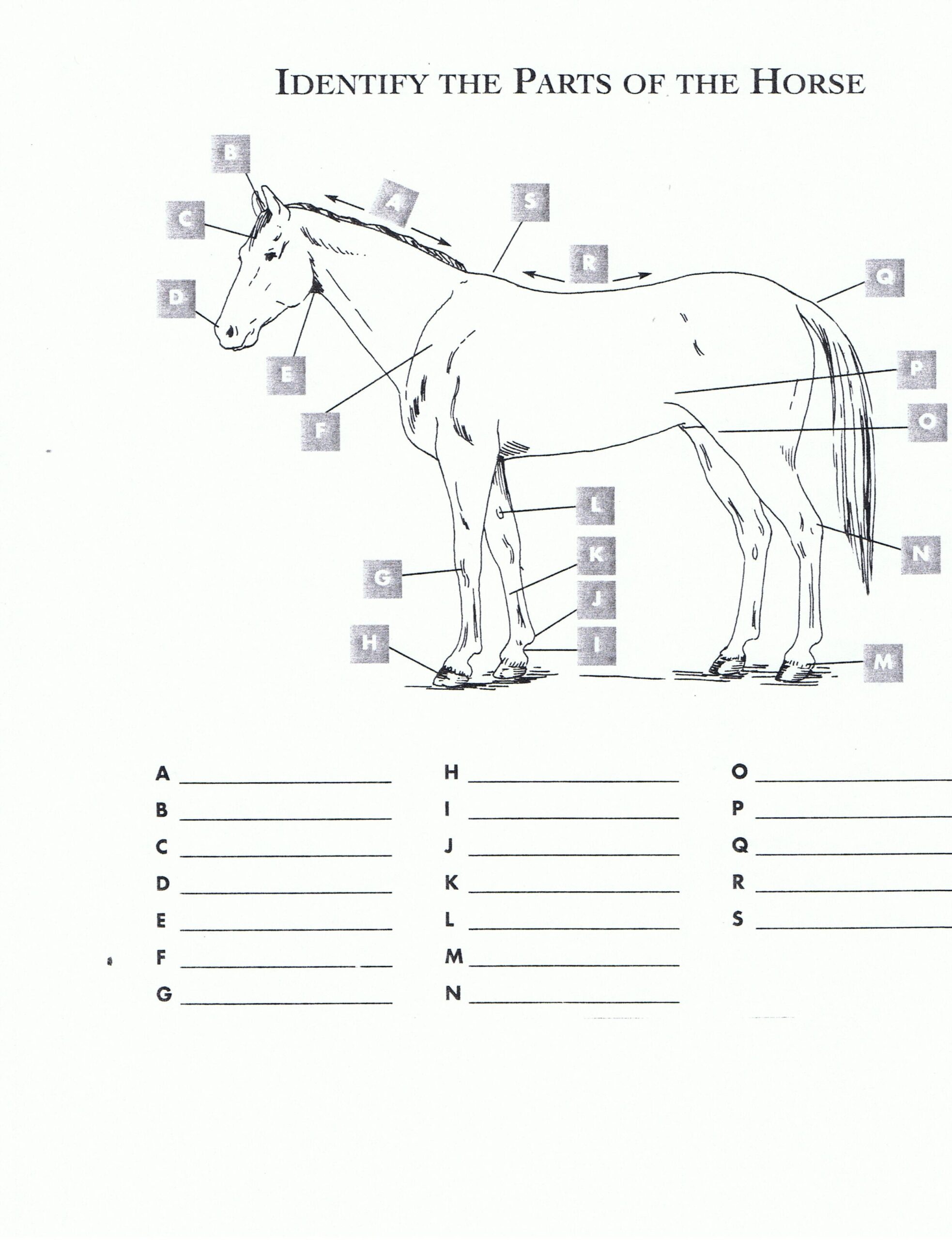 Parts Of A Horse Printable Quiz Parts Of A Horse Printable Quiz