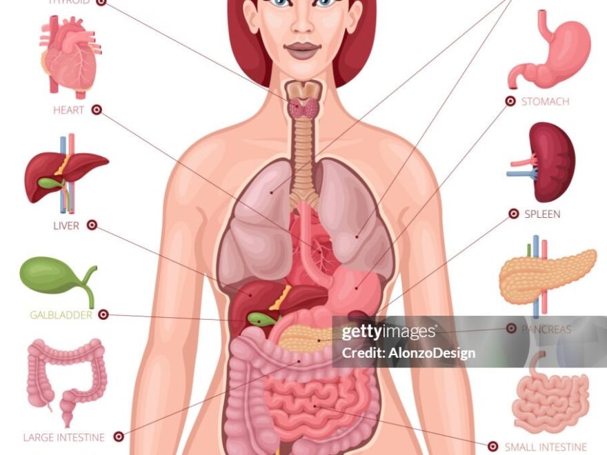 Human Anatomy Female Body And Organs Diagram High Res Vector Graphic Getty Images