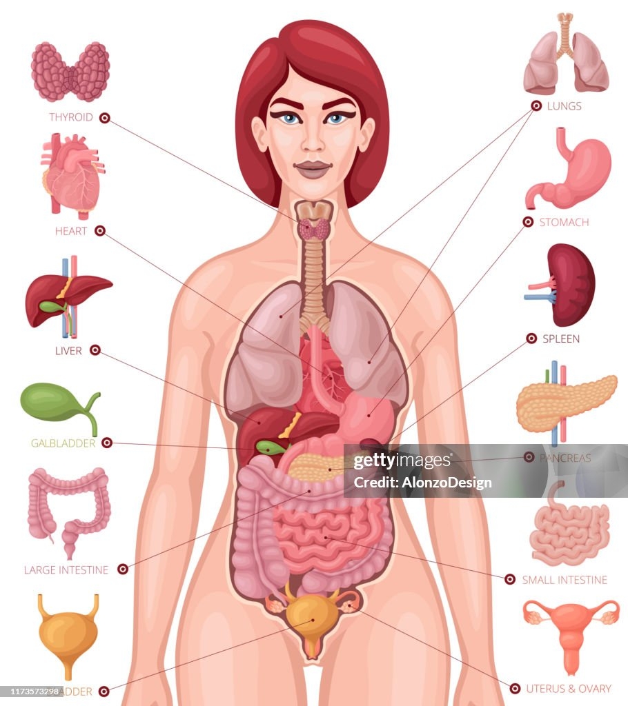 Human Anatomy Female Body And Organs Diagram High Res Vector Graphic Getty Images