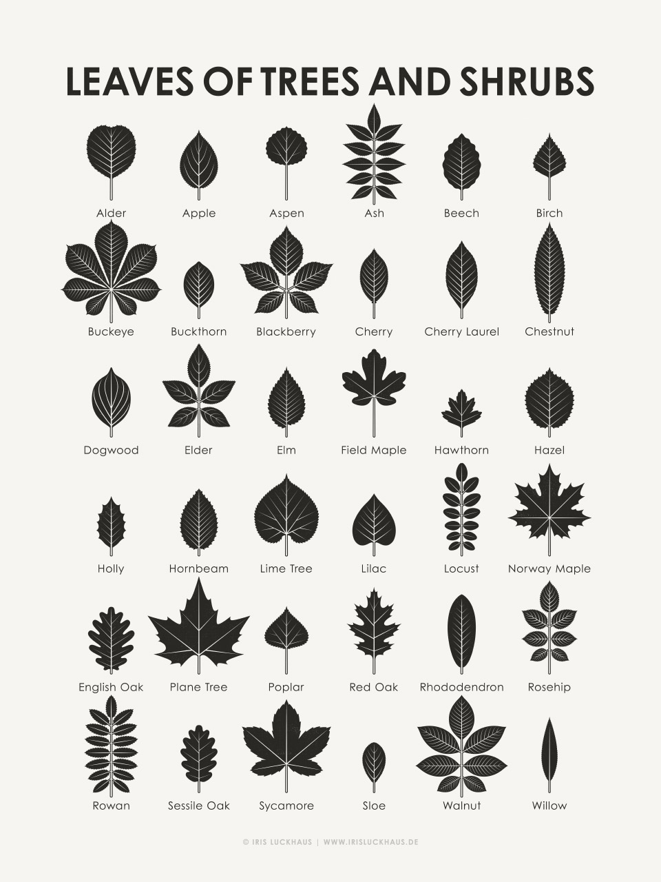 Identification Chart Leaves Of Trees And Shrubs Iris Luckhaus Illustration Design