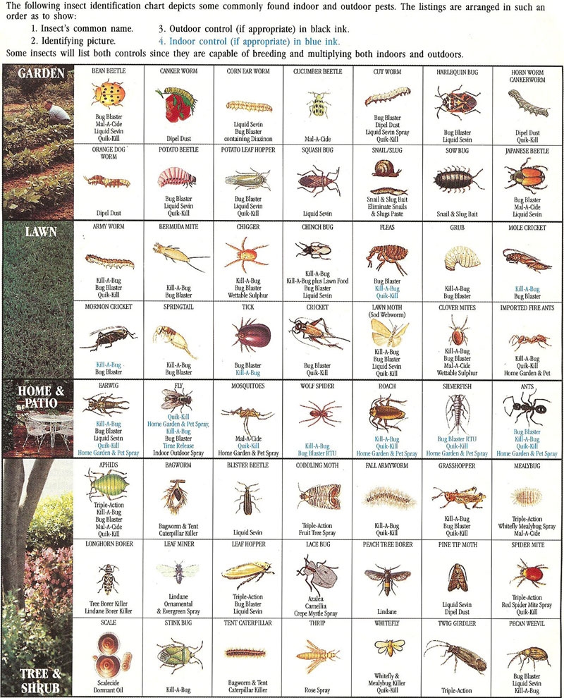 Printable Bug Identification Chart Printable Bug Identification Chart