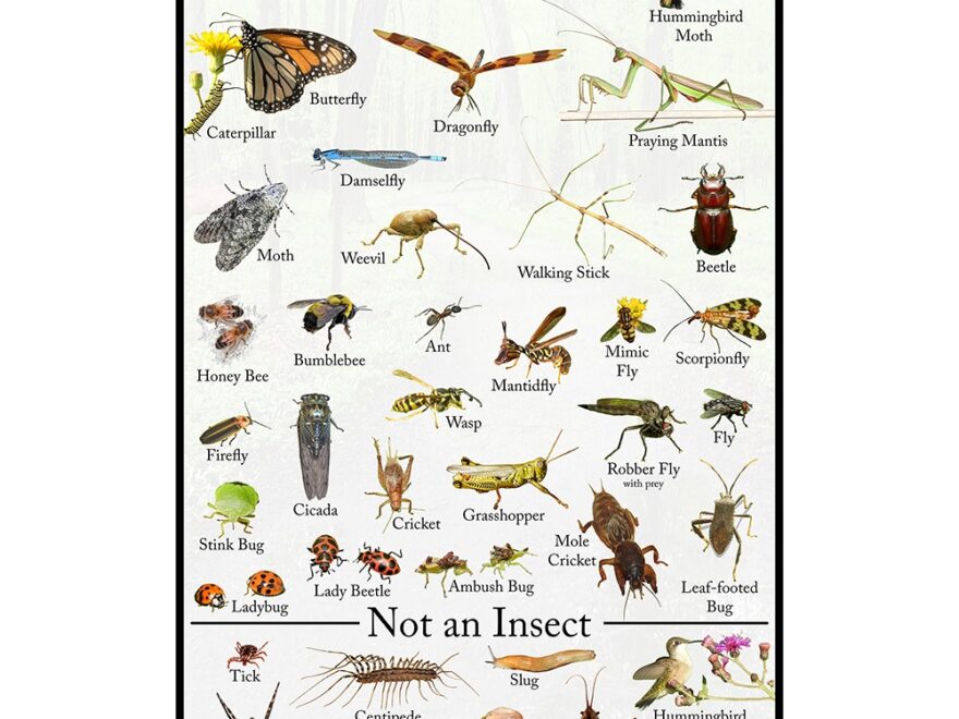 Insects Educational Wildlife Identification Poster