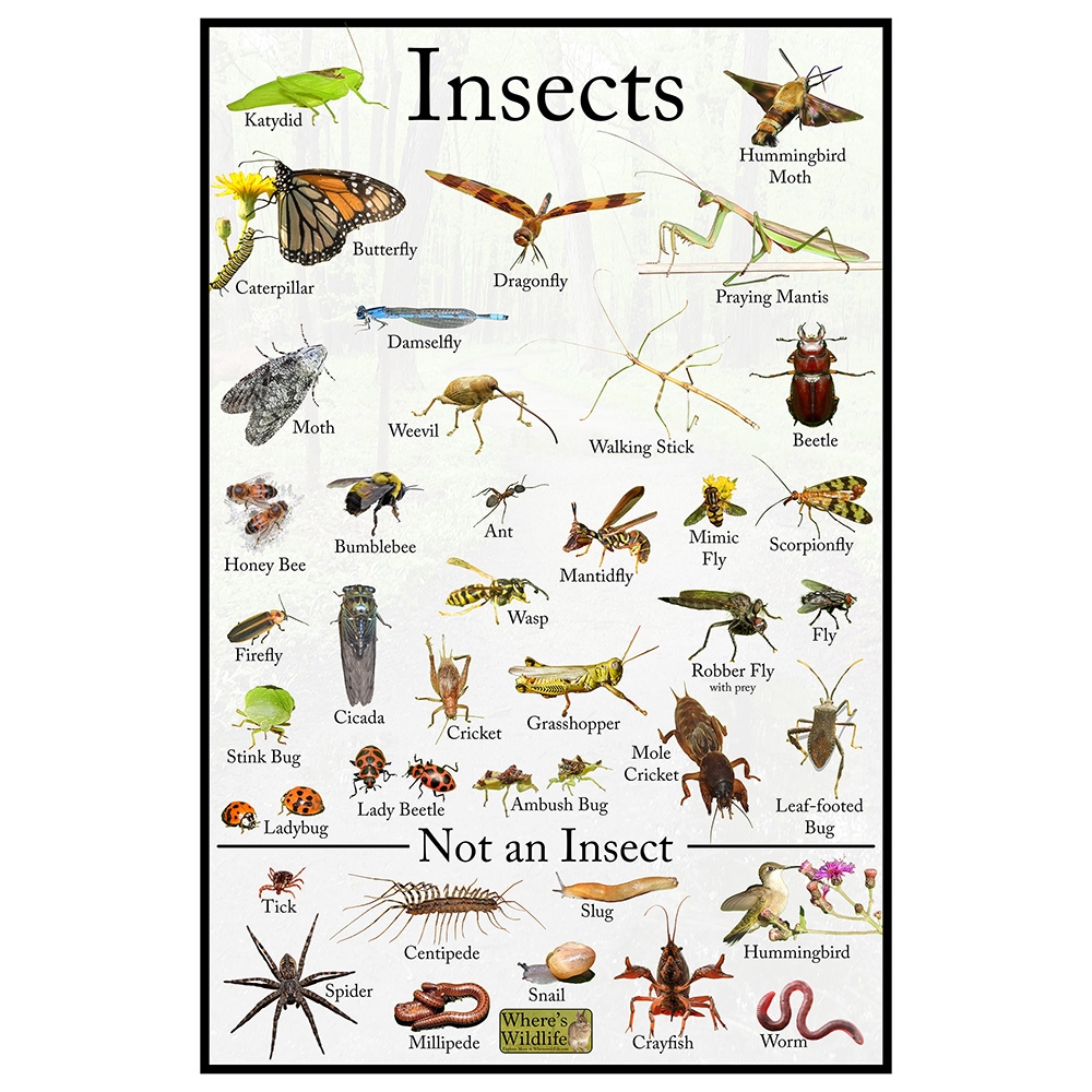 Insects Educational Wildlife Identification Poster Insects Educational Wildlife Identification Poster