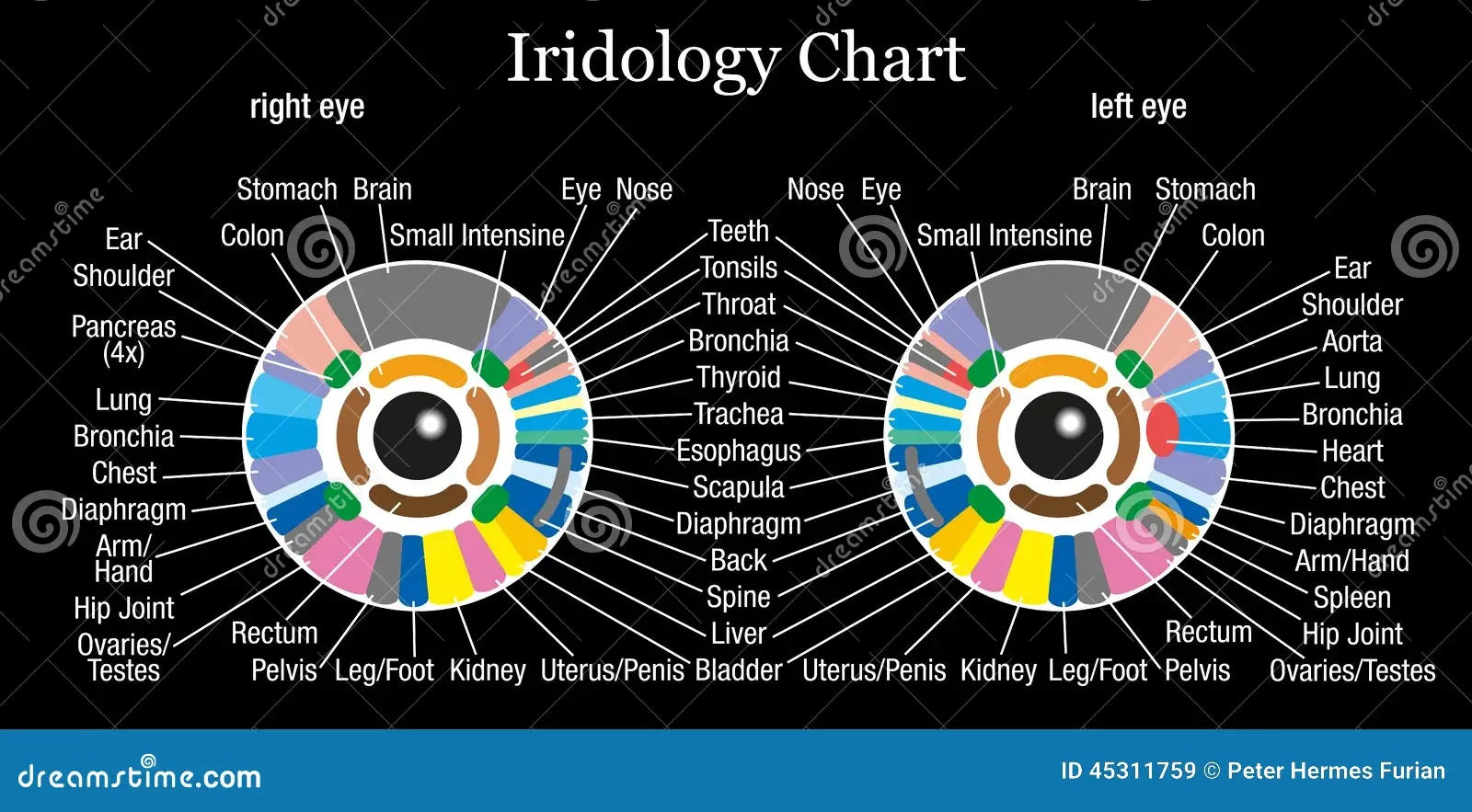 Iridology Chart Stock Illustrations 6 Iridology Chart Stock Illustrations Vectors Clipart Dreamstime