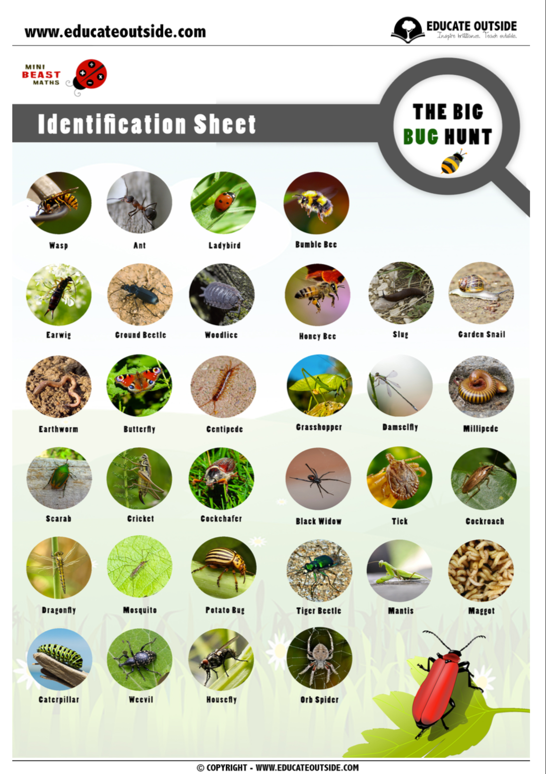Mini beast Insect Identification Sheets Guide Educate Outside Outdoor Lesson Ideas For Teachers Mini beast Insect Identification Sheets Guide Educate Outside Outdoor Lesson Ideas For Teachers