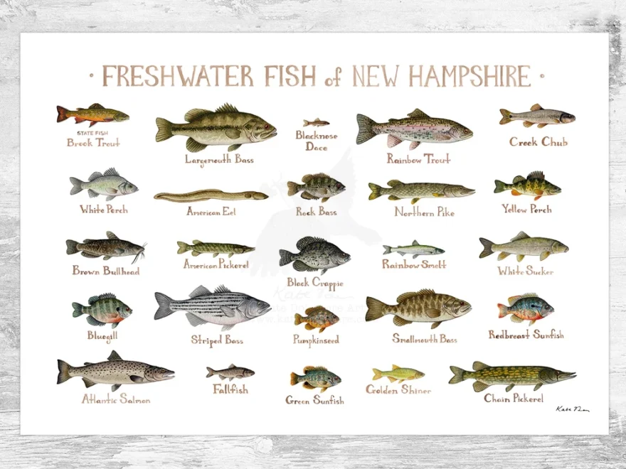 New Hampshire Freshwater Fish Field Guide Art Print Kate Dolamore Art