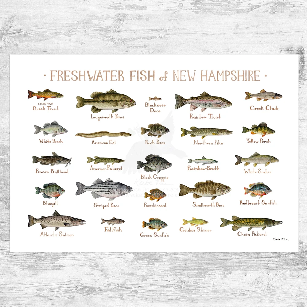 New Hampshire Freshwater Fish Field Guide Art Print Kate Dolamore Art