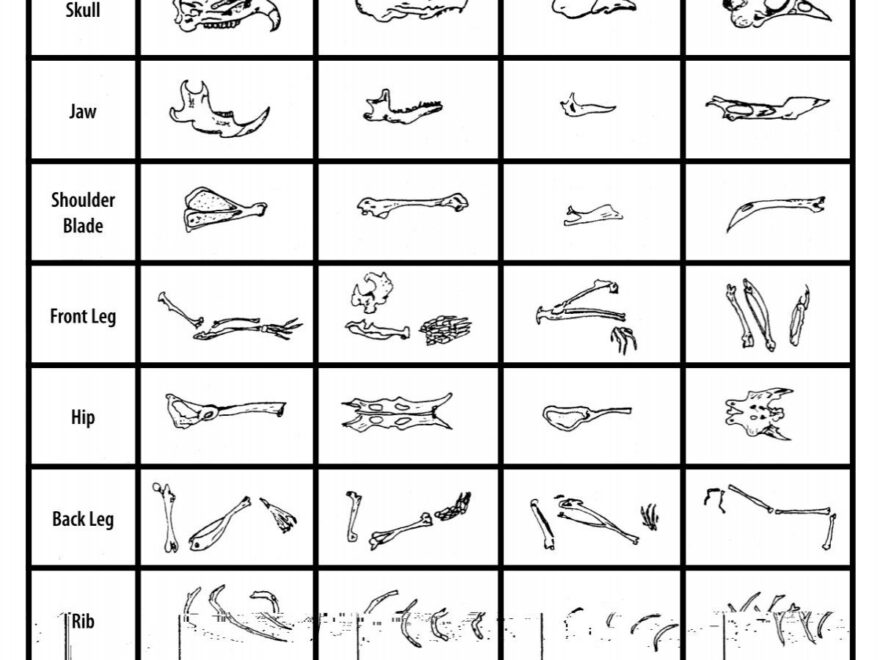 Owl Pellet Bone Sorting Chart