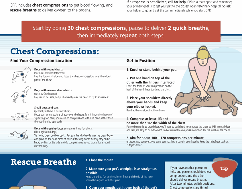 Pet CPR Infographic Just Released Cornell University College Of Veterinary Medicine