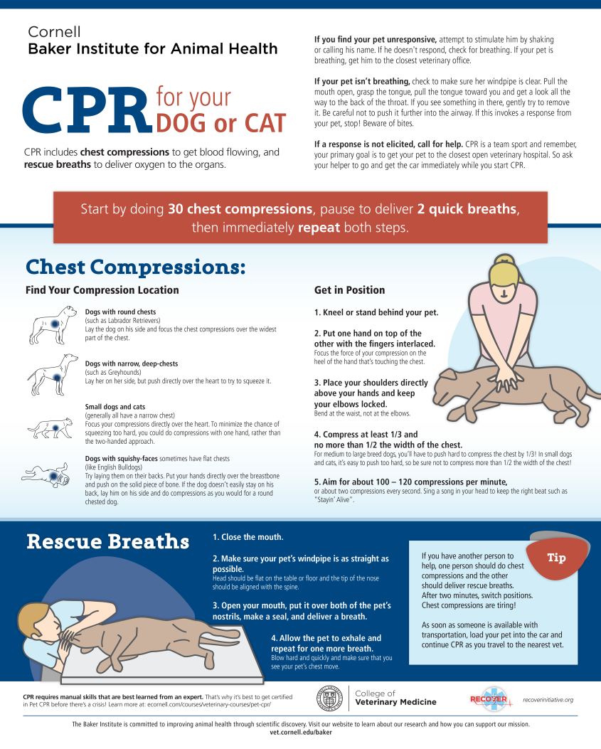 Pet CPR Infographic Just Released Cornell University College Of Veterinary Medicine