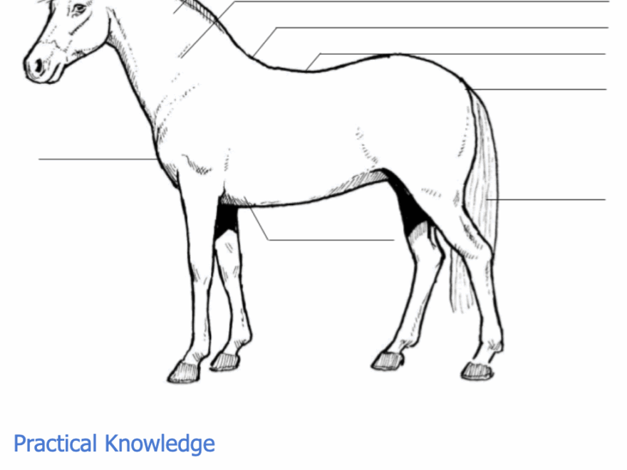 Quiz Parts Of The Horse White Oak Stables