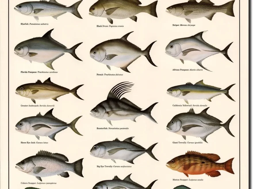 Saltwater Gamefish Identification Poster 30 Saltwater Species Chart For Anglers Kids Nature Enthusiasts Fishing Decor Educational Guide Charting Nature