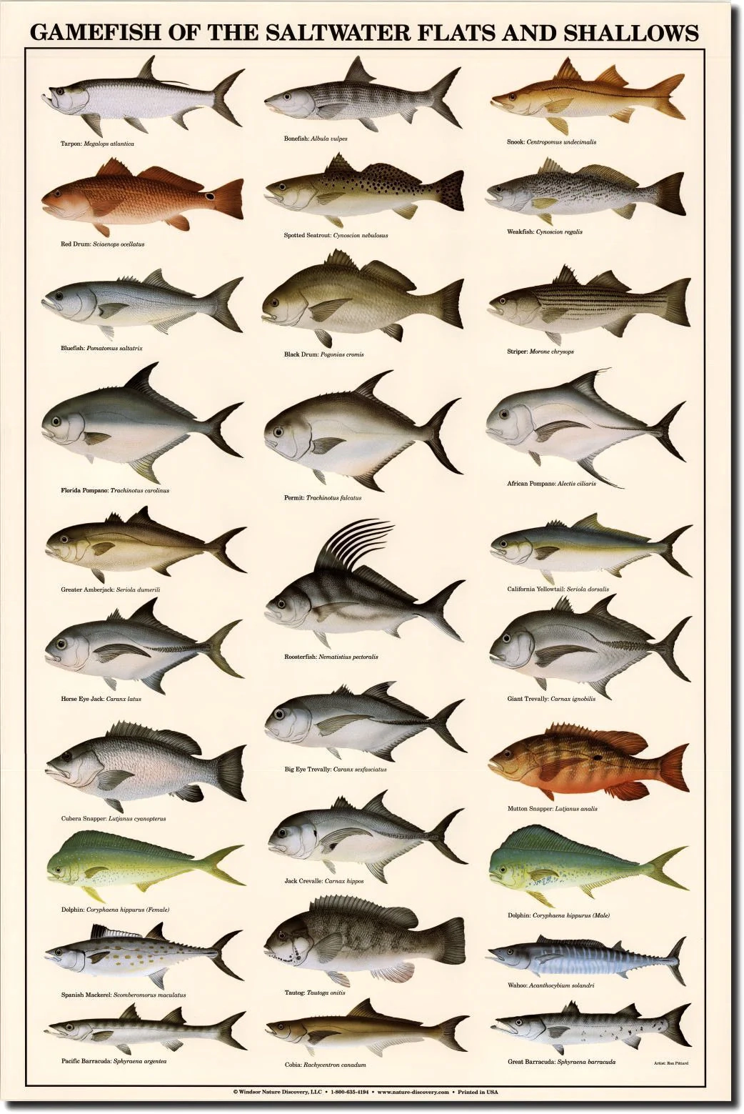Saltwater Gamefish Identification Poster 30 Saltwater Species Chart For Anglers Kids Nature Enthusiasts Fishing Decor Educational Guide Charting Nature Saltwater Gamefish Identification Poster 30 Saltwater Species Chart For Anglers Kids Nature Enthusiasts Fishing Decor Educational Guide Charting Nature